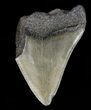 Partial, Megalodon Tooth - Georgia #61659-1